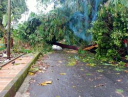 Hujan dan Angin Kencang, Pohon Bertumbangan di Jawilan dan Menimpa Rumah