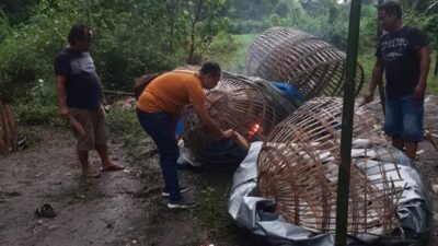 Polres Jombang Gerebek Lokasi Judi Sabung Ayam, 2 Orang Ditangkap