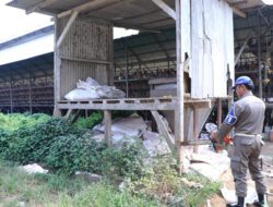 Satpol PP Kabupaten Serang Bongkar Peternakan Ayam di Cikeusal