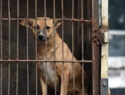 Awas, Rabies! Kenali Gejalanya!