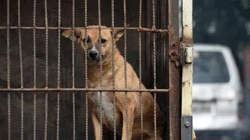 Awas, Rabies! Kenali Gejalanya!