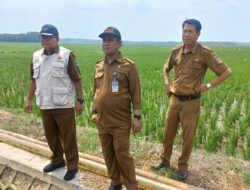 Ini Upaya Pemprov Banten Jaga Keberlangsungan Produksi Padi