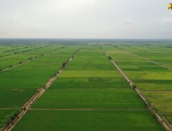 Food Estate: Konsep dan Peran dalam Ketahanan Pangan