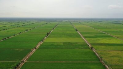 Food Estate: Konsep dan Peran dalam Ketahanan Pangan