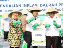 Tekan Inflasi, Pemprov Banten Gencarkan Gerakan Menanam Cabai