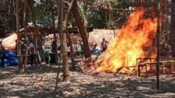Operasi Gabungan Gerebek Lokasi Judi Sabung Ayam di Desa Jeruk Legi Balongbendo