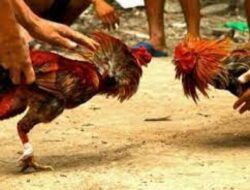 Lapor Pak ! Ada Aktivitas Perjudian Sabung Ayam di Gedangan Malang