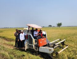 Masuki Panen Raya, Pemprov Banten Pastikan Harga Beras Segera Normal