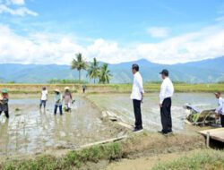 Presiden Jokowi Tinjau Panen Raya di Kabupaten Sigi