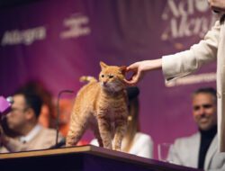 Konferensi Pers Pertama Bersama Kucing Diadakan di Kolombia