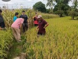 Dinas Pertanian Optimis Produksi Padi dan Jagung Pasaman Terbaik di Sumatera Barat