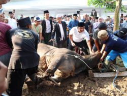 Pj Gubernur Al Muktabar Sembelih Sapi Kurban Bantuan Presiden Jokowi