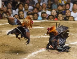 Warga Pertanyakan Penegakan Hukum Perjudian Sabung Ayam di Desa Bareng Krajan Sidoarjo