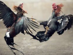 Maraknya Sabung Ayam di Lamongan, Masyarakat Curiga Ada Oknum Aparat Terlibat