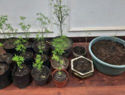 Gegara Tanam Ganja di Pekarangan Rumah, Pria di Malang Ditangkap Polisi