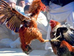 Arena Judi Sabung Ayam dan Dadu di Sumberawan Singosari Diduga Didalangi Oknum TNI, Polres Malang dan Pangdam Brawijaya Wajib Tau!